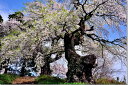風景写真パネル 福島 小倉寺観音の桜と椿 ボタニカル 花 春 景色 写真 アートパネル インテリア パネル ウォールデコ グラフィックアート パネル ギフト プ...