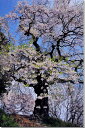 風景写真パネル 福島 小倉寺観音の桜と椿 ボタニカル 花 癒やし 可憐 和み 季節 春 景色 写真 インテリア アートパネル パネル ウォールデコ グラフィック...