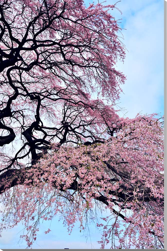 楽天写真パネルのあぁとすぺーすつくば風景写真パネル 福島 平田 しだれ桜 枝垂れ桜 アートパネル インテリア ボタニカル ウォールデコ グラフィックアート パネル 写真 壁飾り 壁掛け 額要らず 模様替え 雰囲気作り 風水 旅の思い出 リビング オフィス 玄関 リフォーム 新築 FUK-163-M20