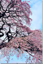 風景写真パネル 福島 平田 しだれ桜 枝垂れ桜 アートパネル インテリア ボタニカル ウォールデコ グラフィックアート パネル 写真 壁飾り 壁掛け 額要らず ...