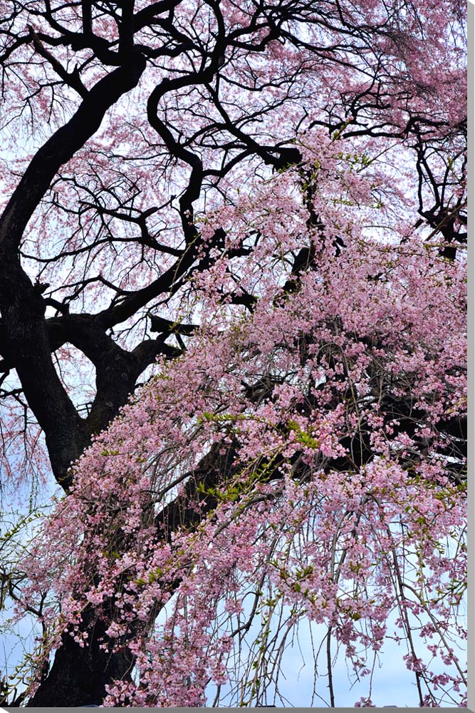 風景写真パネル 福島 平田 しだれ桜 枝垂れ桜 ボタニカル ウォールデコ アートパネル グラフィックアート インテリア 壁飾り 壁掛け 額要らず 模様替え 雰囲気作り リフォーム 新築 ギフト プレゼント お祝い 結婚 誕生日 記念日 風水 思い出 FUK-165-M50