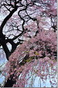 風景写真パネル 福島 平田 しだれ桜 枝垂れ桜 ボタニカル ウォールデコ アートパネル グラフィックアート インテリア 壁飾り 壁掛け 額要らず 模様替え 雰囲...