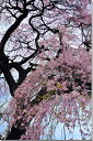 楽天写真パネルのあぁとすぺーすつくば風景写真パネル 福島 平田 しだれ桜 枝垂れ桜 ボタニカル ウォールデコ アートパネル グラフィックアート インテリア 壁飾り 壁掛け 額要らず 模様替え 雰囲気作り リフォーム 新築 ギフト プレゼント お祝い 結婚 誕生日 記念日 風水 思い出 FUK-165-M50