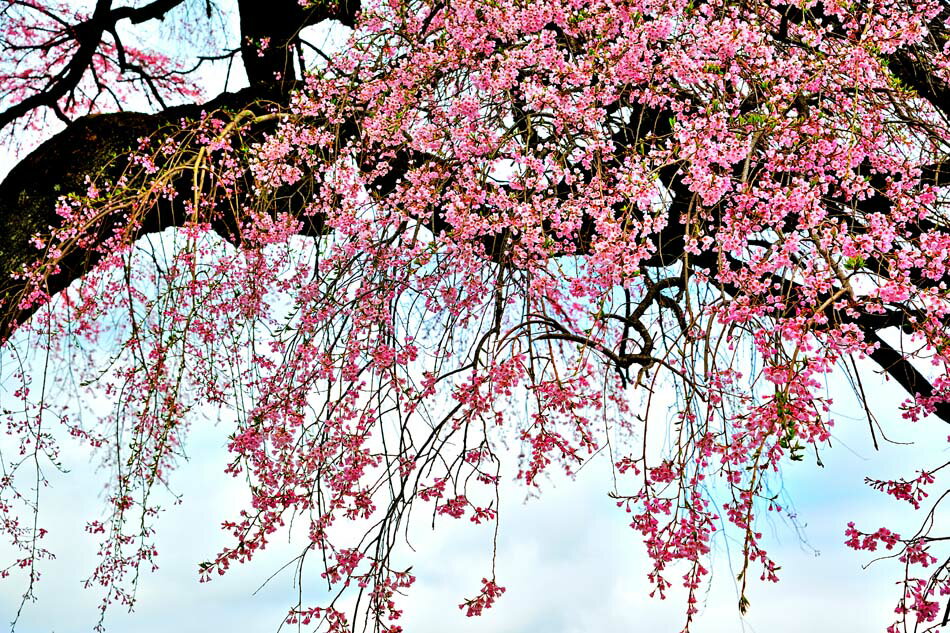 風景写真パネル 福島 平田 花木畑 花爛漫のしだれ桜 側面画像あり 枝垂れ桜 ボタニカル ウォールデコ アートパネル グラフィックアート インテリア 壁飾り 壁掛け 額要らず 模様替え 雰囲気作り リフォーム 新築 ギフト プレゼント お祝い 結婚 誕生日 記念日 FUK-167-M40skm