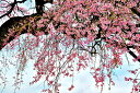 風景写真パネル 福島 平田 花木畑 花爛漫のしだれ桜 枝垂れ桜 ボタニカル ウォールデコ アートパネル グラフィックアート インテリア 壁飾り 壁掛け 額要らず...