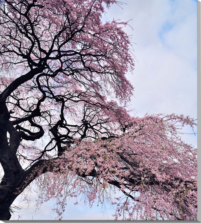 風景写真パネル 福島 平田 しだれ桜 枝垂れ桜 インテリア アートパネル ボタニカル 花 写真 春 景色 パネル 大型 壁飾り 壁掛け 額要らず 模様替え 雰囲...