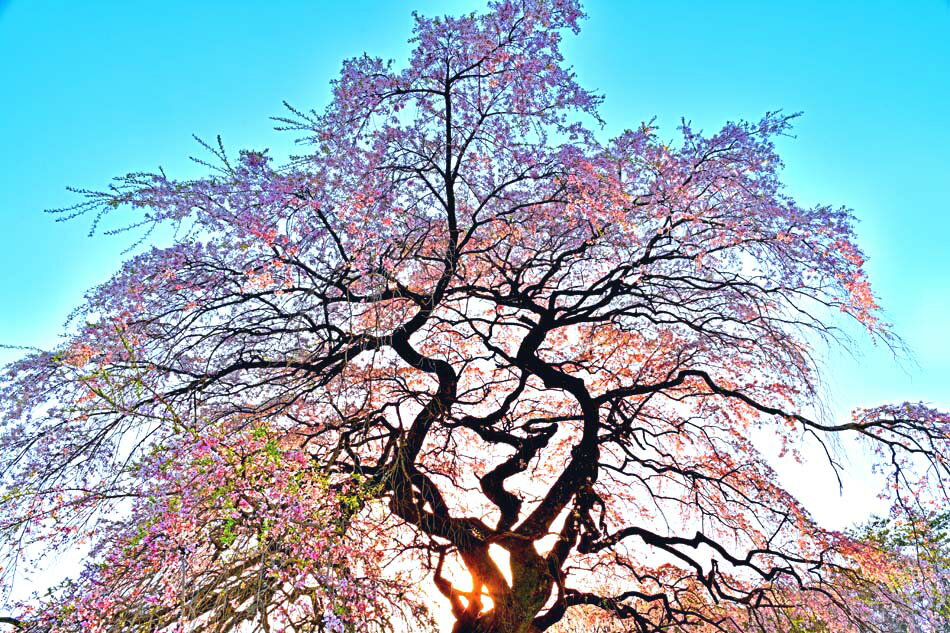風景写真パネル 福島 平田 夕日 しだれ桜 側面画像あり 枝垂れ桜 さくら ボタニカル 花 写真 春 景色 パネル 大型 インテリア 壁飾り 壁掛け 額要らず ...
