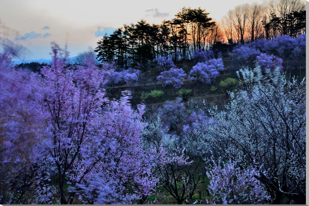 風景写真パネル 福島 平田 花木畑 風になびく桜 日の出前 側面画像あり ボタニカル インテリア グラフィック アート ウォールデコ 癒やし オシャレ モダン ...