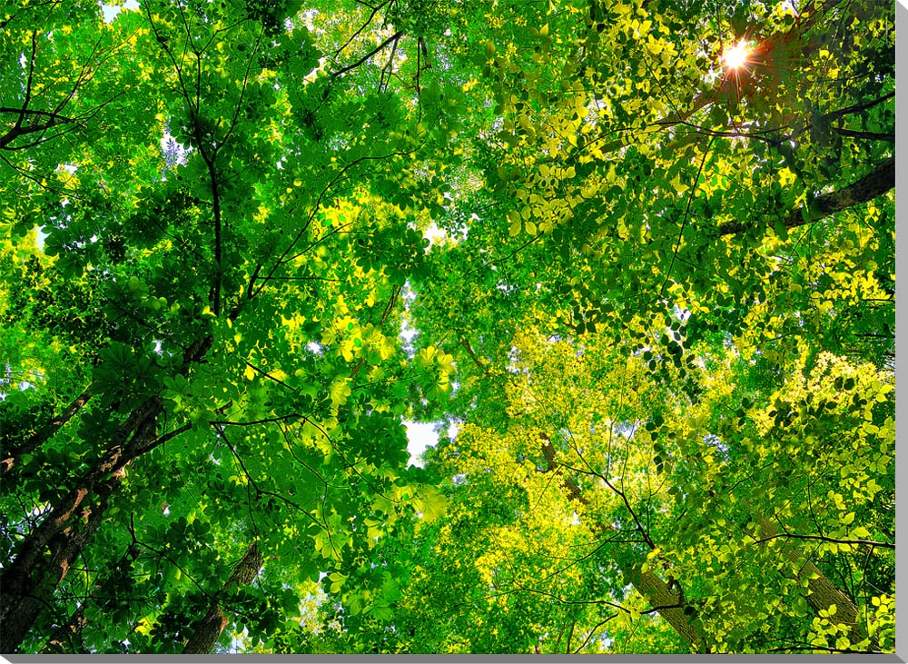 風景写真パネル 福島 猪苗代 達沢不動滝付近 木漏れ日 新緑と太陽 側面画像あり 大自然 解放感 癒やし おしゃれ インテリア 壁飾り 壁掛け 額要らず 模様替え 雰囲気作り 玄関 リビング オフィス FUK-189-P20skm