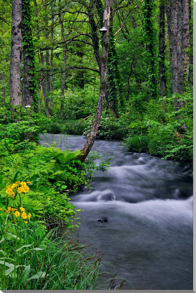 風景写真パネル 福島 裏磐梯 長瀬川に咲くサワオグルマ ボタニカル インテリア アートパネル グラフィック アート ウォールデコ パネル 写真 壁飾り 壁掛け ...
