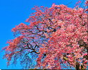 風景写真パネル 福島 平田 花木畑 しだれ桜 側面画像あり 春 枝垂れ桜 ボタニカル アートパネル インテリア ウォールデコ ディスプレイ パネル 写真 ギフト...