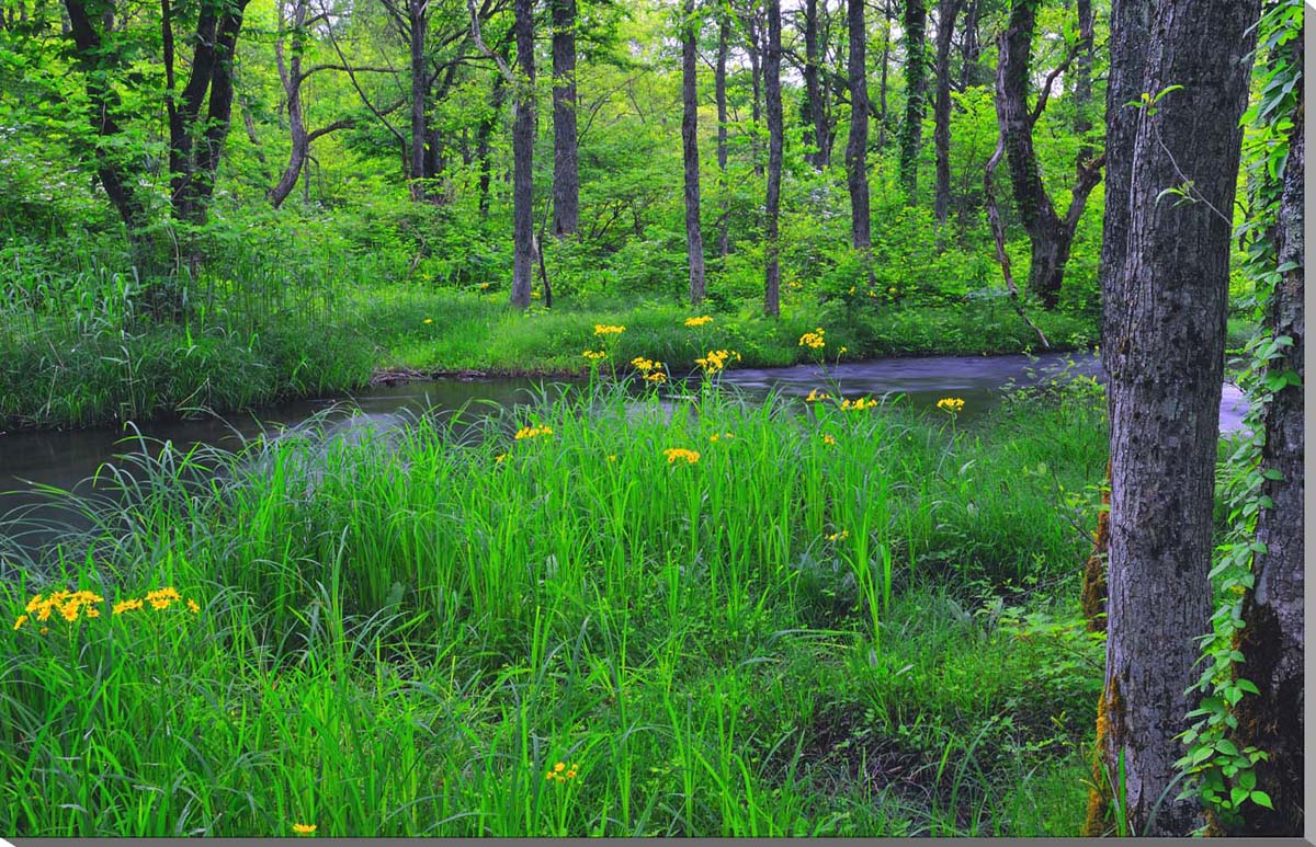 風景写真パネル 福島 裏磐梯 長瀬川に咲くサワオグルマ ボタニカル インテリア アートパネル グラフィック アート ウォールデコ パネル 写真 プレゼント ギフ...