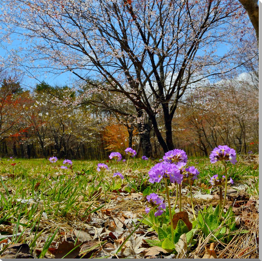 風景写真パネル 福島 土湯 山野草 ボタニカル 花 インテリア アートパネル 写真 景色 パネル プレゼント ギフト お祝い 結婚祝い 新築祝い 引っ越し祝い ...