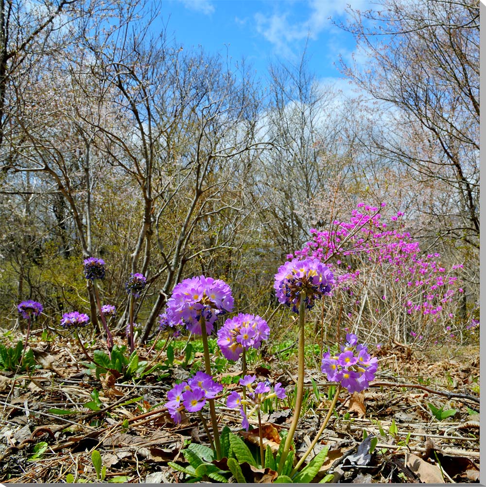 メーカー包装済 風景写真パネル 福島土湯 山野草 花 60 6 60 6ｃｍ Fuk 231 S12絵画 アートなディスプレイや模様替え タペストリーなどに 新築祝い 出産祝い 結婚祝い プレゼントに喜ばれます 楽ギフ 包装 楽ギフ のし宛書 手数料安い Rivendell Namibia Com