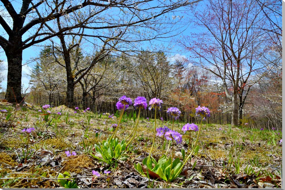 楽天写真パネルのあぁとすぺーすつくば風景写真パネル 福島 土湯 山野草 キャンパス地 自然 温泉郷 景色 写真 パネル 花 ボタニカル インテリア アートパネル プレゼント ギフト お祝い 結婚祝い 新築祝い 引っ越し祝い 誕生日祝い 母の日 父の日 クリスマス 記念日 旅の思い出 fuk-232-m15