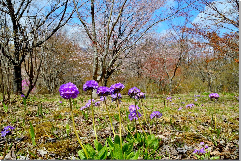 風景写真パネル 福島 土湯 山野草 ボタニカル 花 インテリア アートパネル 写真 景色 パネル プレゼント ギフト お祝い 結婚祝い 新築祝い 引っ越し祝い 誕生日祝い 母の日 父の日 クリスマス 記念日 fuk-233-m15