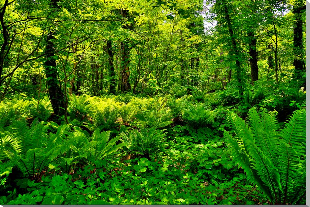 風景写真パネル 福島 裏磐梯 五色沼遊歩道 ウォールデコ アートパネル グラフィックアート インテリア 壁飾り 壁掛け 額要らず 模様替え 雰囲気作り リフォー...
