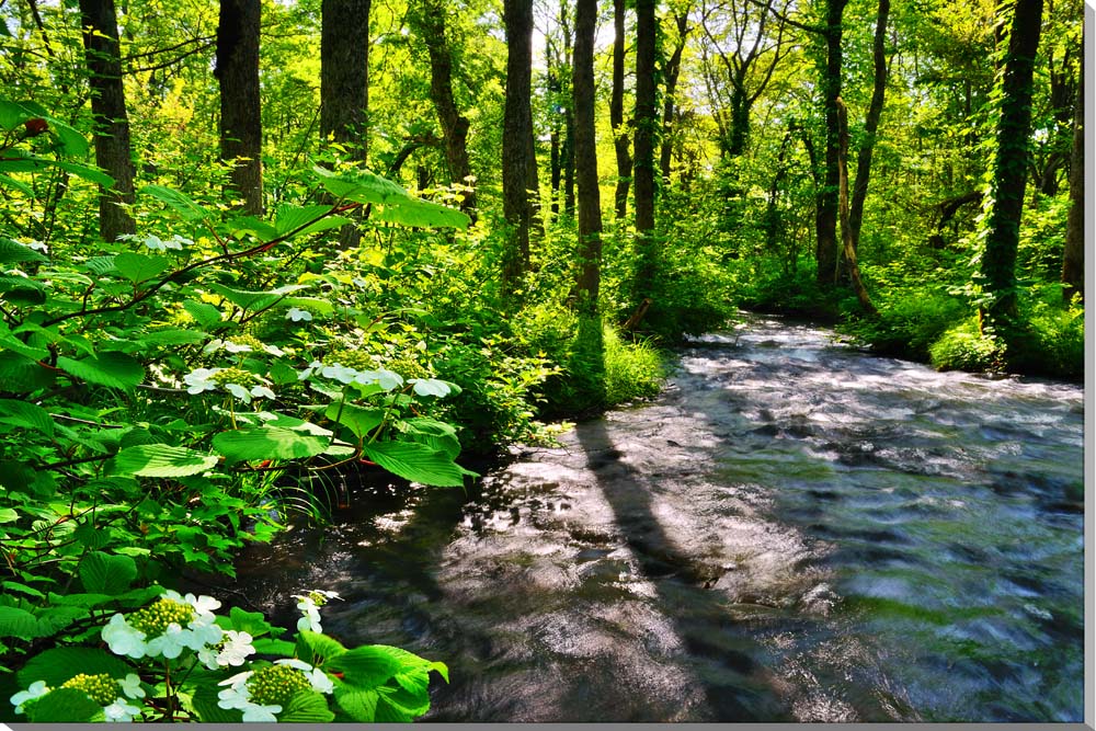 風景写真パネル 福島 裏磐梯 初夏の長瀬川 側面画像あり インテリア パネル アートパネル 写真 プレゼント ギフト お祝い 結婚 新築 誕生日 記念日 年祝い fuk-290-m20skm