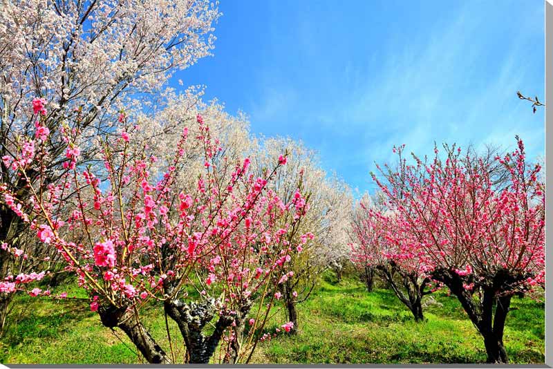 風景写真パネル 福島 平田 花木畑 花桃 アートパネル インテリア パネル 写真 プレゼント ギフト 贈答品 返礼 お祝い 結婚 新築 引っ越し 誕生日 記念日...