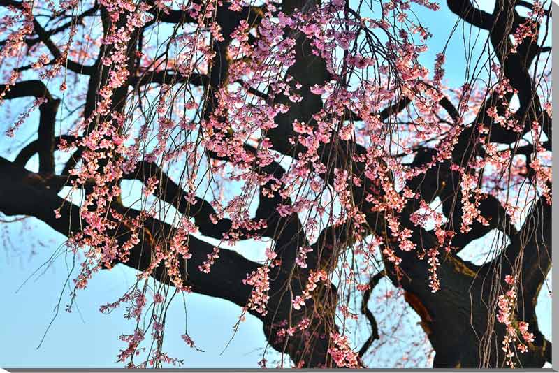 【福島 平田】 「阿武隈の山並みに抱かれた美しい高原の村」と平田村の公式ホームページで紹介されています。 特に春は村の何ヶ所かに見事な枝垂れ桜が見られ、天然記念物に指定されたものもあります。 【桜】 花言葉は種類によって違いますが、一般的に...
