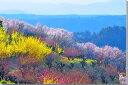 風景写真パネル 福島 平田 花木畑 ボタニカル 写真 春 さくら 景色 パネル インテリア 壁飾り 壁掛け 額要らず 模様替え 雰囲気作り リフォーム 新築 お祝い ギフト プレゼント fuk-305-m30