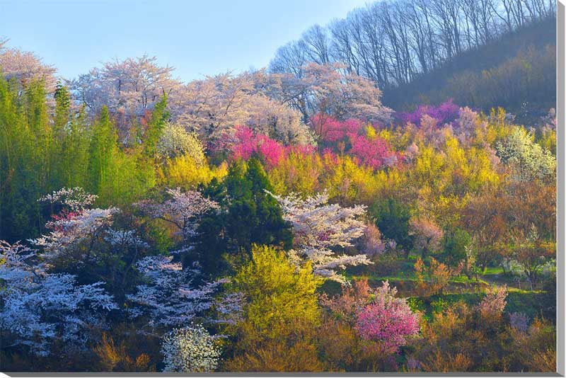 風景写真パネル 福島 桃源郷 花見山公園 ボタニカル 癒やし オシャレ インテリア パネル 写真 壁掛け 壁飾り 模様替え 雰囲気作り 風水 新築 引っ越し リビング ダイニング オフィス 玄関 プレゼント ギフト お祝い 結婚 新築 誕生日 入学 卒業 成人 記念日 FUK-307-M40