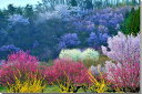 風景写真パネル 福島 桃源郷 花見山公園 ボタニカル 癒やし オシャレ インテリア パネル 写真 プレゼント ギフト お祝い 結婚 新築 誕生日 入学 卒業 成人 記念日 年祝い FUK-313-M15