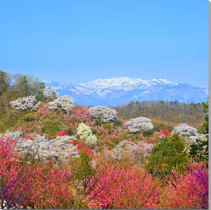 【花見山】 「福島に桃源郷あり」と、故・写真家の秋山庄太郎氏が毎年のように訪れた場所です。 春になると、桜、花桃、梅、レンギョウなどが咲き競う様は、福島市を訪れたときは必見です。 【吾妻の雪ウサギ】 早春のころになると吾妻山（吾妻小富士）の...