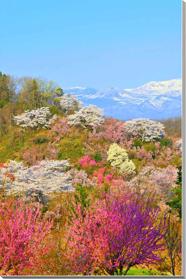 楽天写真パネルのあぁとすぺーすつくば風景写真パネル 福島 花見山と吾妻の雪ウサギ インテリア パネル 写真 春 さくら 桜 はなもも 花桃 山 残雪 景色 プレゼントお祝い 結婚 誕生日 入学 卒業 成人 記念日 母の日 父の日 旅の思い出 FUK-315-M25