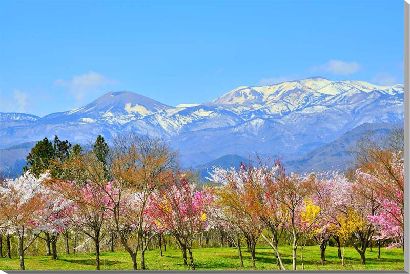 風景写真パネル 福島 庭坂 吾妻の雪ウサギ 側面画像あり インテリア アートパネル パネル 写真 春 うさぎ 兎 山 残雪 景色 壁飾り 壁掛け 額要らず 模様...