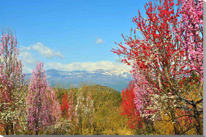 【高倉山】 知る人ぞ知る桜の名所です。 春になると、桜ばかりでなく、花桃、梅、レンギョウ、モクレンなどが咲き競い、福島市を訪れたときは必見のスポットです。 【吾妻の雪ウサギ】 早春のころになると吾妻山（吾妻小富士）の山肌に残る雪がウサギのような形に見えるようになってきます。この残雪は「雪ウサギ」と呼ばれ、春の訪れを知らせる風物詩となっています。 ◆サイズ：65.2×45.5×厚さ2.4cm (M15) ◆重 さ：約800g 壁に負担がかかりません ◆壁取付金具付き ◆風景写真パネルの説明 丈夫で耐久性に優れ、表面が滑らかな光沢ある高級写真用紙を使っていますので、風景が綺麗に仕上がります。 見た目が鏡面仕上で高級感があります。 表面に触れないでください。気を使った扱いが必要です。 ◆写真パネルの発送は ご注文から、2〜3営業日以内に発送。 特注サイズは、10営業日以内に発送致します。◆風景写真パネル 福島 高倉山から吾妻の雪ウサギ◆ ◆風水では絵画より、写真を飾る方が効果が高いと言われます。 ◆絵画と異なり、リーズナブルな料金でスペースを飾ることができ、その景色を臨場感たっぷりに感じることができます。 【飾り方と用途】 おしゃれなインテリアアートとして、お祝い、ギフトにもお薦めです。 玄関、リビングなど癒やしの空間、お部屋の雰囲気作りに、アートフォト風景写真パネルを飾ってみませんか。 当店オリジナルの作品です。パネルの作品はなかなかありませんのでこの機会にぜひ、どうぞ。 パソコンのモニターの色と、実際の商品の色が多少異なることがあります。 　