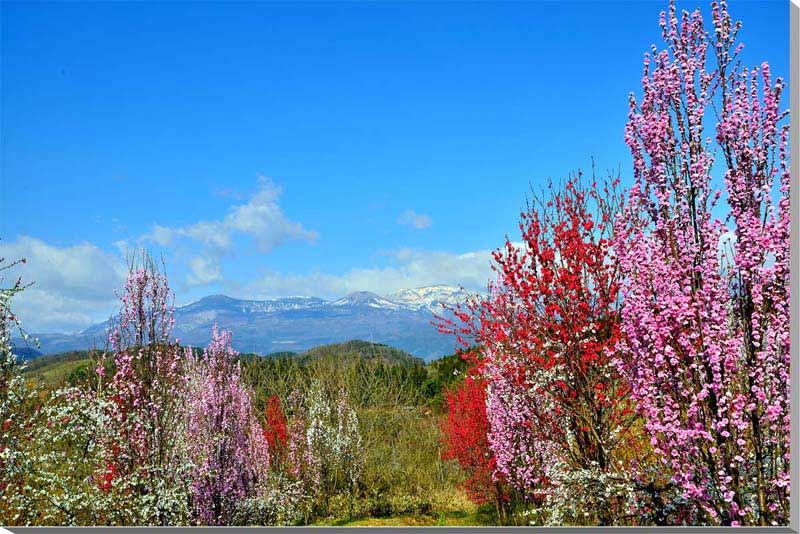 風景写真パネル 福島 高倉山から吾妻の雪ウサギ アートパネル インテリア パネル 写真 春 山 残雪 景色 うさぎ 兎 風物誌 壁飾り 壁掛け 額要らず 模様替え 雰囲気作り 風水 思い出 リビング オフィス 玄関 リフォーム 新築 fuk-328-m25