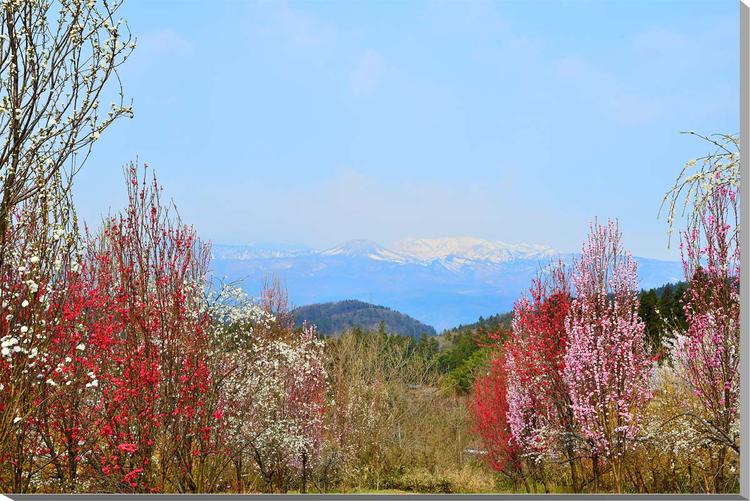 【高倉山】 知る人ぞ知る桜の名所です。 春になると、桜ばかりでなく、花桃、梅、レンギョウ、モクレンなどが咲き競い、福島市を訪れたときは必見のスポットです。 【吾妻の雪ウサギ】 早春のころになると吾妻山（吾妻小富士）の山肌に残る雪がウサギのよ...