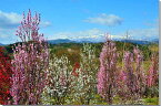 風景写真パネル 福島 高倉山から安達太良山を望む インテリア アートパネル 写真 春 桜 花桃 景色 パネル プレゼント ギフト お礼 贈答品 お祝い 結婚 新居 出産 誕生日 入学 卒業 成人 年祝い 記念日 fuk-330-b2