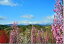 風景写真パネル 福島 高倉山から安達太良山を望む アートパネル インテリア 写真 春 桜 花桃 景色 パネル 壁掛け 壁飾り 模様替え 雰囲気作り リビング ダイニング オフィス 玄関 風水 癒やし オシャレ モダン fuk-331-p25 26,950円