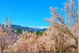 風景写真パネル 福島 平田 蛇音寺から安達太良連峰をのぞむ 桜 さくら ボタニカル 写真 春 景色 パネル インテリア アートパネル ギフト プレゼント 贈答品 返礼 お礼 お祝い 結婚 出産 誕生日 入学 卒業 成人式 年祝い 母の日 父の日 記念日 fuk-334-b2