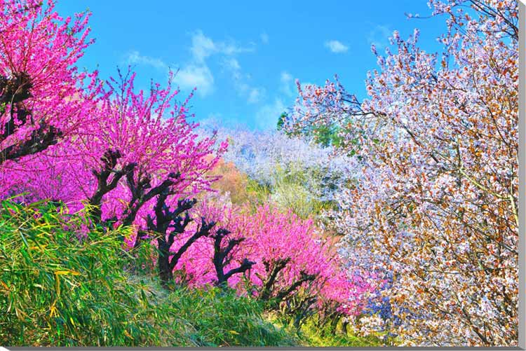 【神の内前】 春の訪れとともに、桜、花桃、梅、モクレン、レンギョウなどが一斉に咲き誇ります。 【花言葉】 桜：種類によって違いますが、桜全体の花言葉は「精神美」「優美な女性」「純潔」 花桃：「気立ての良さ」「私はあなたのとりこ」「チャーミン...