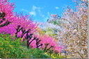 風景写真パネル 福島市 山田 神の内前 桜と花桃 側面画像あり ウォールデコ アートパネル グラフィックアート インテリア 壁飾り 壁掛け 額要らず 模様替え ...