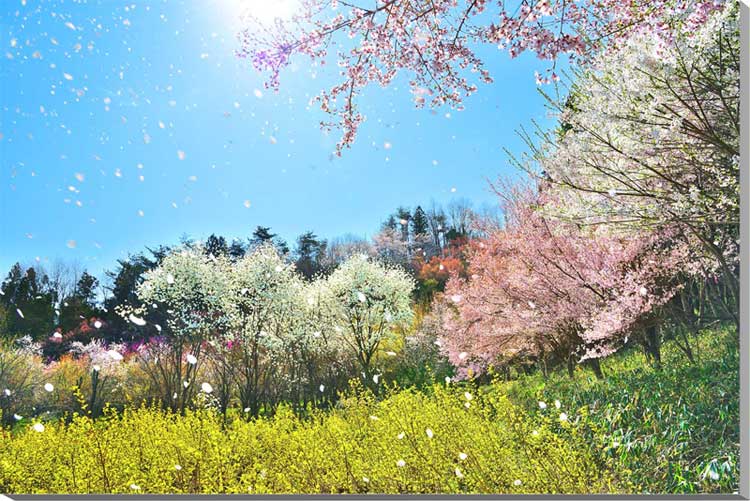 風景写真パネル 福島 神の内前 桜吹雪 側面画像あり インテリア アートパネル 模様替え 雰囲気作り リビング オフィ…