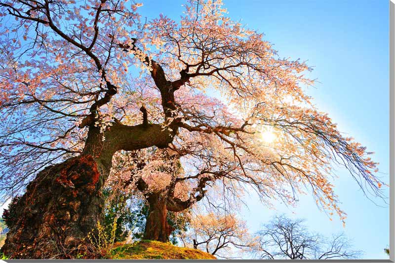 楽天写真パネルのあぁとすぺーすつくば風景写真パネル 福島 小倉寺観音のしだれ桜 枝垂れ桜 ボタニカル インテリア アートパネル ウォールデコ グラフィックアート ギフト プレゼントお祝い 結婚 誕生日 記念日 壁飾り 壁掛け 額要らず 模様替え 雰囲気作り リフォーム 新築 風水 思い出 fuk-340-m25