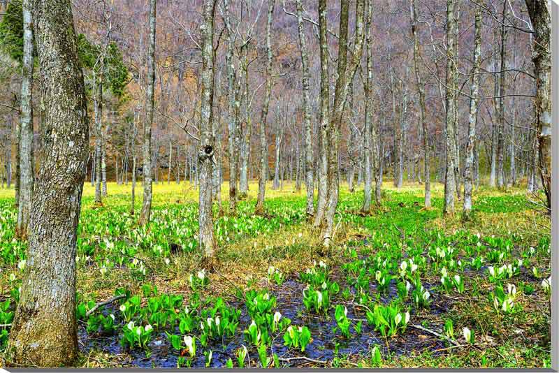 【仁田沼（にだぬま）】 土湯温泉町にある、水芭蕉の群生地として有名な観光スポット。 毎年4月中旬～下旬には、10万株もあるといわれる可憐な白い花で、辺り一面が埋め尽くされます。 早春には水芭蕉のほかにカタクリの群生が、初夏にはコバイケソウや...