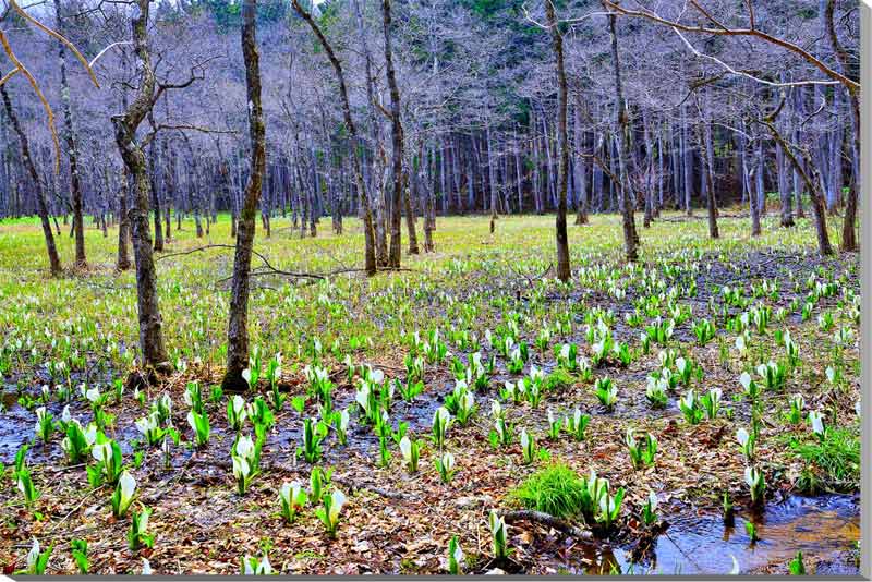 風景写真パネル 福島 土湯 仁田沼 (にだぬま) 水芭蕉 側面画像あり ミズバショウ ボタニカル 花 癒し オシャレ インテリア アートパネル パネル 写真 プ...