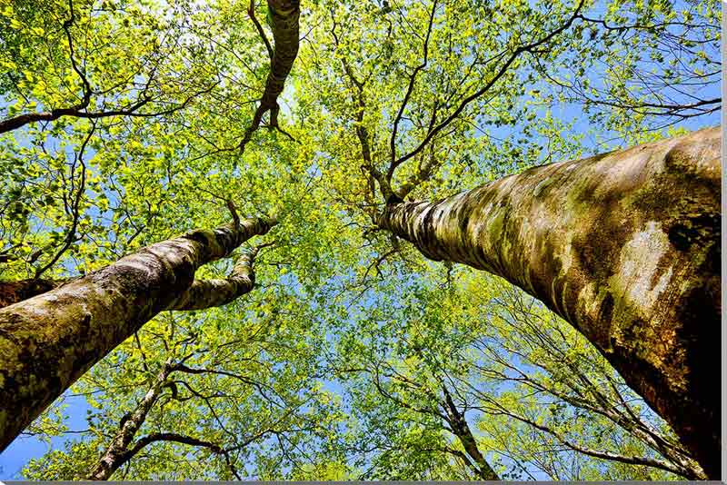 風景写真パネル 福島 土湯峠 ブナッ子路 ブナと木漏れ日 森林浴 癒し マイナスイオン インテリア アートパネル プレゼント ギフト お祝い 結婚 新築 引っ越...