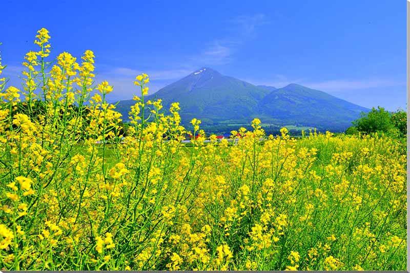 楽天写真パネルのあぁとすぺーすつくば風景写真パネル 福島 磐梯山と菜の花 プレゼント ギフト 贈答品 返礼 お祝い 結婚 新築 引っ越し 誕生日 記念日 グラフィック ウォールアート アートパネル インテリア オシャレ 模様替え 雰囲気作り リビング ダイニング オフィス 玄関 fuk-370-m15