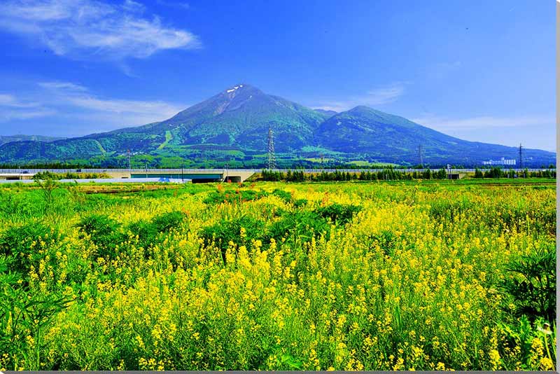 風景写真パネル 福島 菜の花と磐梯山 インテリア アートパネル 壁掛け 壁飾り 模様替え 雰囲気作り リビング ダイニング オフィス 玄関 fuk-372-b2