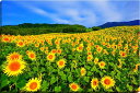 【三ノ倉高原】 標高650m程度にある会津盆地を一望できる三ノ倉スキー場のゲレンデなど約8ヘクタールを利用し、春には約300万本の菜の花、夏には約200万本の向日葵、秋には約100万本のコスモスが咲き誇り、四季折々の花風景を楽しめます。 東北最大規模を誇るヒマワリ畑は黄色い花の絨毯が広がっているような美しさです。 【ヒマワリ（向日葵）】 花言葉は「あこがれ」「あなただけを見つめる」「熱愛」 こちらの商品はパネルの側面までプリントしてありますので、当店の通常商品よりさらに臨場感たっぷりに味わっていただけると思います。 ◆サイズ：91×60.6×厚さ3cm (M30) ◆重　さ：約2.5kg 壁に負担がかかりません ◆壁取付金具付き ◆キャンバス地の説明 キャンバス地（丈夫な布）にプリントをしてあります。 表面に保護材を塗布してありますので、きらきらとした油絵のような仕上がりになっています。 万一、水滴がついても浸み込みませんから、取り扱いが楽です。 そのままパネルで飾るのはもちろん、額装をして高級感のある展示をされるのもおすすめです。 ◆商品の発送 ご注文から、2〜5営業日以内に発送。 特注サイズは、10営業日以内に発送致します。 ⇒写真パネルの種類　特徴と違い花の風景写真 壁掛け アート ◆風水では、絵画より写真を飾る方が効果が高いと言われます。 ◆絵画と異なり、リーズナブルな料金でスペースを飾ることができ、その景色を臨場感たっぷりに味わうことができます。 【飾り方と用途】 写真の大きさに比較して軽く仕上がりますので、壁に負担がかからず、付属のフック2ヶで簡単に、スマートに飾れます。 裏面の丁寧な始末で、金属の露出を無くし壁にキズやサビの付着が無いようにしてあります。 オフィスのアクセント、リビングや玄関のインテリアとして、癒やしの空間、お部屋の雰囲気作りに、また旅の思い出として飾ってください。 額装して壁掛けインテリアにもおすすめです。 おしゃれなインテリアアートとして、お祝い、ギフトにお薦めです。 新築や引っ越しのお祝い、入学や卒業のお祝い、成人式やご結婚、お誕生日のプレゼント、クリスマスプレゼントなど、各種ギフト用品として幅広くお使いください。きっと喜んでいただけることでしょう。 パソコンのモニターの色と、実際の商品の色が多少異なることがあります。　