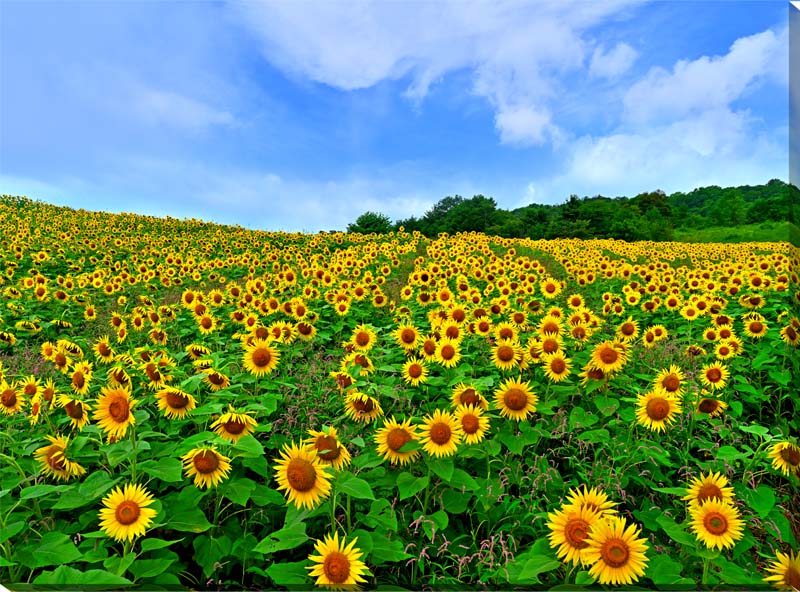 風景写真パネル 福島 喜多方 三ノ倉高原 青い空とひまわり 側面画像あり インテリア アートパネル グラフィック ウォールデコ パネル 写真 プレゼント ギフト お祝い 結婚祝い 新築祝い 引っ越し祝い 誕生日祝い 記念日 旅の思い出 sok-fuk-408-P40skm