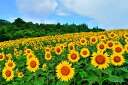 風景写真パネル 福島 喜多方 三ノ倉高原 ひまわり 13 側面画像あり 花の絨毯 解放感 癒やし おしゃれ モダン アートパネル インテリア パネル 写真 プレゼント ギフト お祝い 結婚祝い 新築祝い 引っ越し祝い 誕生日祝い 母の日 父の日 記念日 fuk-skh-13-m25skm
