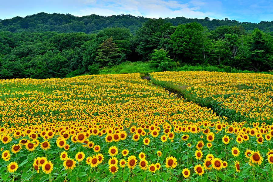 【三ノ倉高原】 会津盆地を一望できる三ノ倉スキー場のゲレンデなど約8ヘクタールを利用し、四季折々に花が植えられ、訪れる人々を魅了します。 夏には約200万本のヒマワリ畑となり、まるで黄色い花の絨毯が広がったような美しさです。 【ひまわり（向日葵）】 花言葉は「あこがれ」「あなただけを見つめる」「熱愛」 ◆耐光性で耐久性に優れ、表面が滑らかな光沢のある、厚手高級写真用紙を使用しています。 ◆サイズ A：84.1×59.4cm　　　 A2：59.4×42.0cm◆風風景写真ポスター 福島 喜多方 三ノ倉高原 ひまわり 01◆ ◆風水では絵画より、写真を飾る方が効果が高いと言われます。 ◆絵画と異なりリーズナブルな料金で飾ることができ、その景色を臨場感たっぷり感じていただくことができます。 【飾り方と用途】 オフィスのアクセント、リビングや玄関のインテリアとして、また、癒やしの空間に、お部屋の雰囲気作りにご利用ください。 おしゃれなインテリアアートとして、お祝い、ギフトにお薦めです。 新築や引っ越しのお祝い、入学や卒業のお祝い、成人式やご結婚、お誕生日のプレゼント、クリスマスプレゼントなど、各種ギフト用品として幅広くお使いください。きっと喜んでいただけることでしょう。 パソコンのモニターの色と、実際の商品の色が多少異なることがあります。