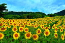 風景写真パネル 福島 喜多方 三ノ倉高原 ひまわり 03 花の絨毯 解放感 癒やし おしゃれ オシャレ モダン アートパネル インテリア パネル 写真 壁飾り 壁掛け 額要らず 模様替え 風水 雰囲気作り 玄関 リビング オフィス ロビー fuk-skh-03-m30